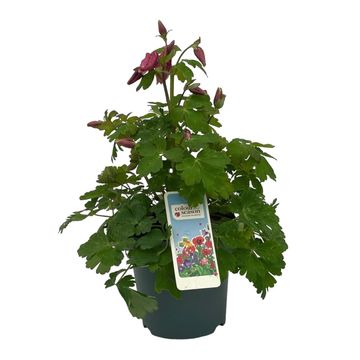 Aquilegia 'Spring Magic Rose and White'