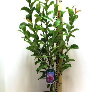 Magnolia stellata 'Rosea'