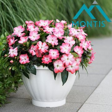 Impatiens COLORPOWER WHITE RED FLAME