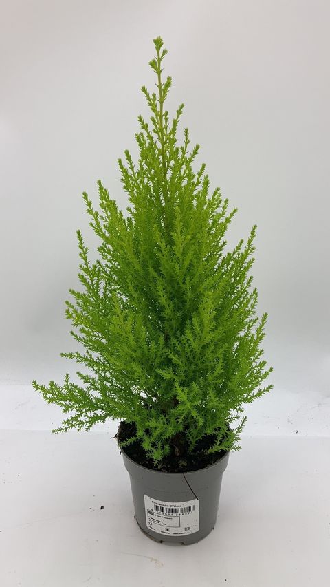 Cupressus macrocarpa 'Goldcrest Wilma'