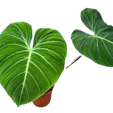 Philodendron 'El Choco Red'