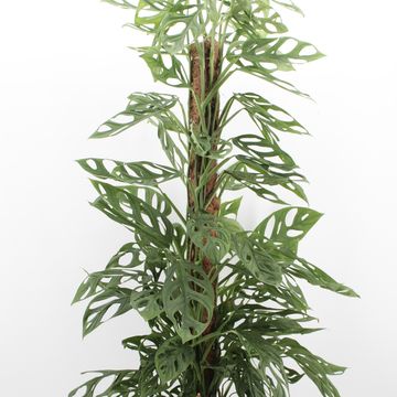 Monstera adansonii 'Holy Moly'
