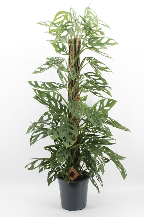 Monstera adansonii 'Holy Moly'