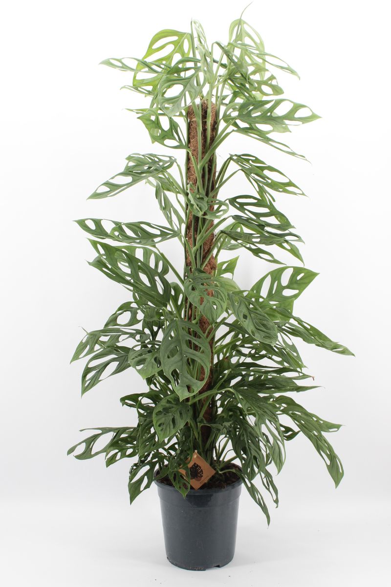 philodendron philippines Philodendron giganteum – Huge Tropical Leaves for Big Spaces main image 0