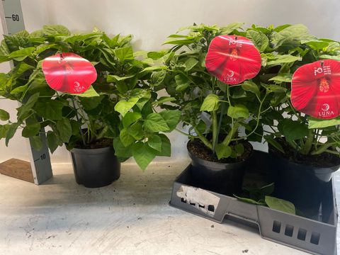 Hibiscus moscheutos LUNA RED