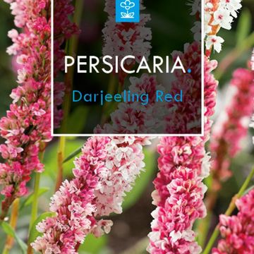 Persicaria affinis 'Darjeeling Red'