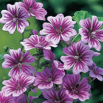 Malva sylvestris 'Zebrina'