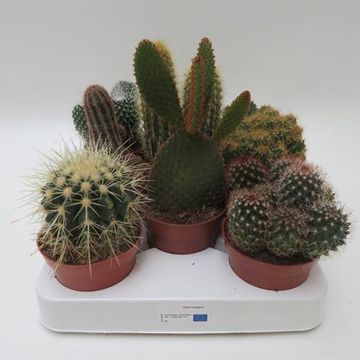 Cactos MIX