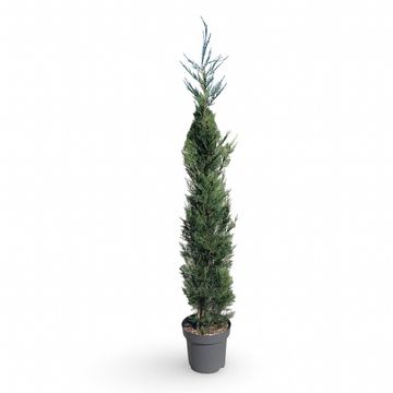 x Cupressocyparis leylandii 'Tweeduizendéén'