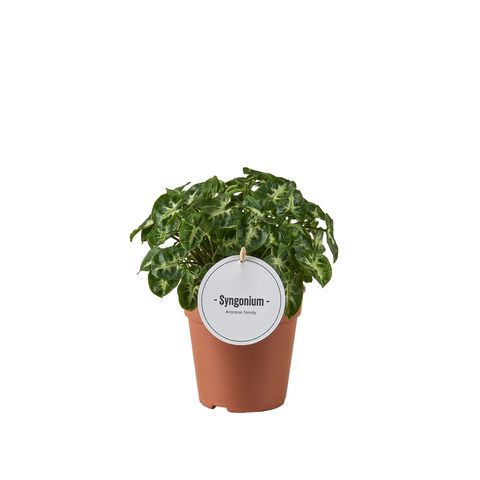 Syngonium 'Snow Country'