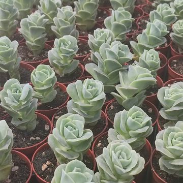 x Graptoveria 'Lovely Rose'