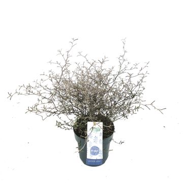 Corokia 'Maori Silver'