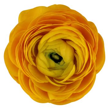 Ranunculus asiaticus 'Sprinkles Yellow'