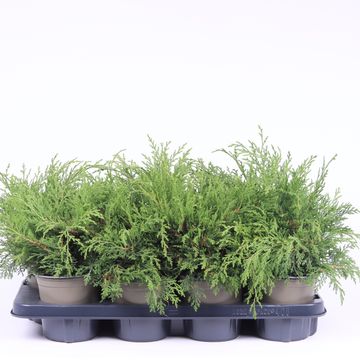 Microbiota decussata