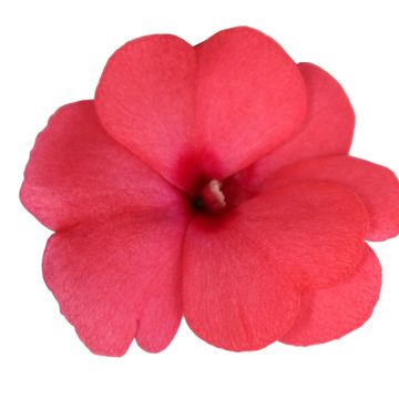 Impatiens COLORPOWER SALMON PINK