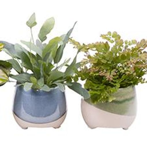 Plantas de interior MIX