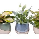 Houseplants MIX