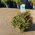 Pieris japonica 'Purity'