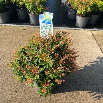 Pieris japonica 'Пьюрити'