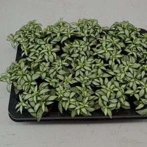 Fittonia MOSAIC WHITE FOREST FLAME
