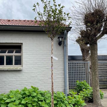 Physocarpus opulifolius 'Red Baron'