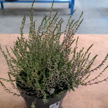 Calluna vulgaris 'Tib'