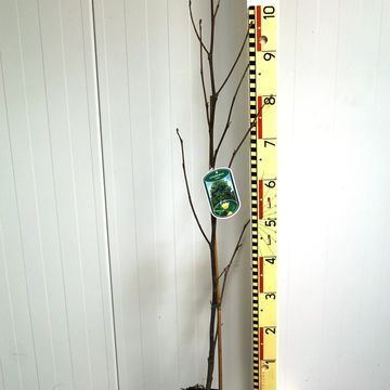 Liriodendron tulipifera