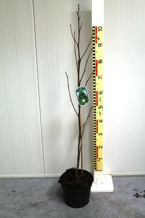 Liriodendron tulipifera