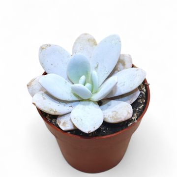 Echeveria laui