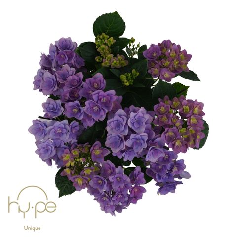 Hydrangea macrophylla 'Double Dutch Dark Purple'