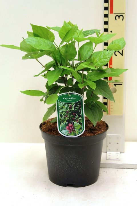 Calycanthus floridus laevigatus