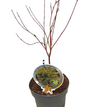 Acer palmatum 'Sangokaku'