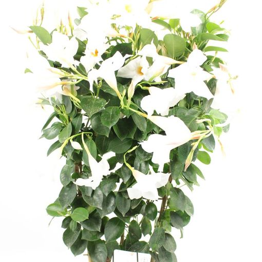 Mandevilla DIAMANTINA JADE WHITE