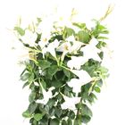 Mandevilla DIAMANTINA JADE WHITE