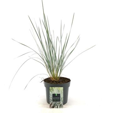Helictotrichon sempervirens