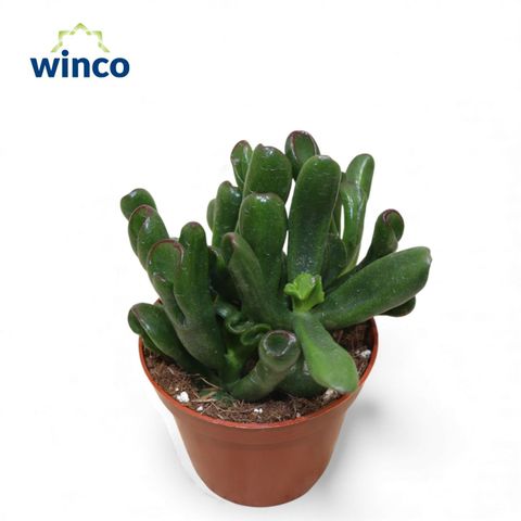 Crassula ovata 'Hobbit'