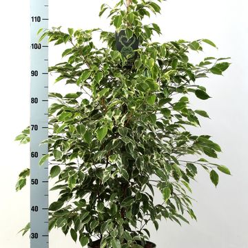 Ficus benjamina 'Golden King'