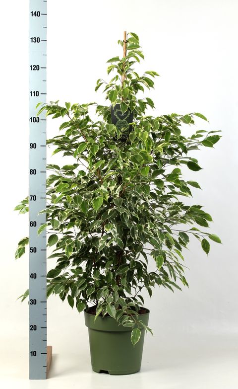 Ficus benjamina 'Golden King'