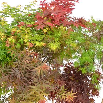 Acer palmatum MIX