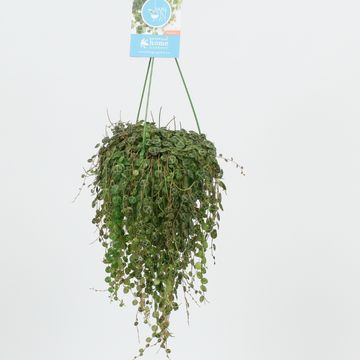 Peperomia prostrata