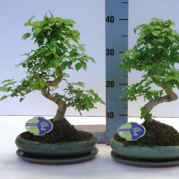 Ligustrum sinense