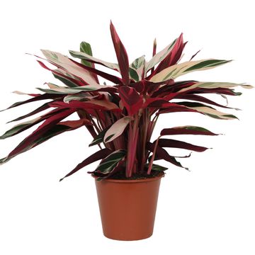 Stromanthe sanguinea 'Triostar'