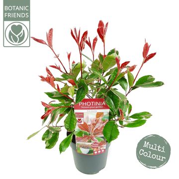 Photinia x fraseri PINK MARBLE