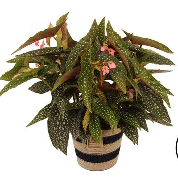 Begonia 'Double Dot'