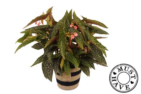 Begonia 'Double Dot'