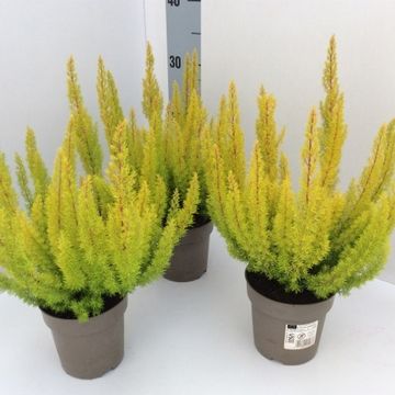 Erica arborea 'Albert's Gold'