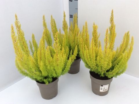 Erica arborea 'Albert's Gold'