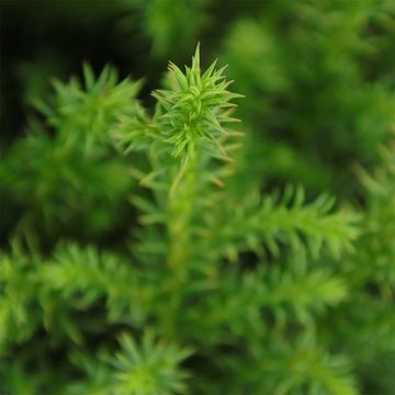 Cryptomeria japonica 'Vilmoriniana'