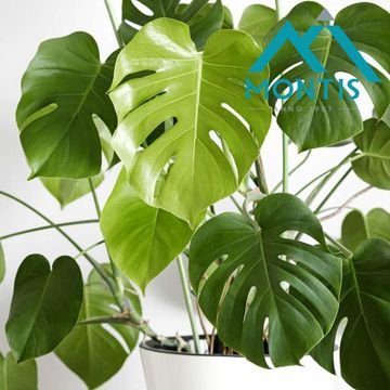 Monstera deliciosa