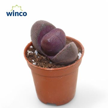 Pleiospilos nelii 'Rubra'